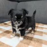 チワワ(ロング)