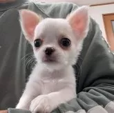 チワワ(ロング)