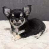 チワワ(ロング)【愛知県・女の子・2025年9月12日・ブラック&タン】の写真1