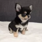 チワワ(ロング)