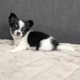 チワワ(ロング)