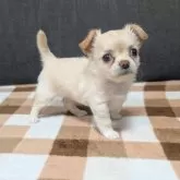 チワワ(ロング)