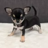 チワワ(スムース)