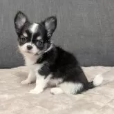 チワワ(ロング)