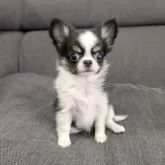 チワワ(ロング)