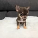 チワワ(スムース)【愛知県・男の子・2025年3月5日・チョコレート&タン】の写真3