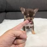 チワワ(スムース)【愛知県・男の子・2025年3月5日・チョコレート&タン】の写真7