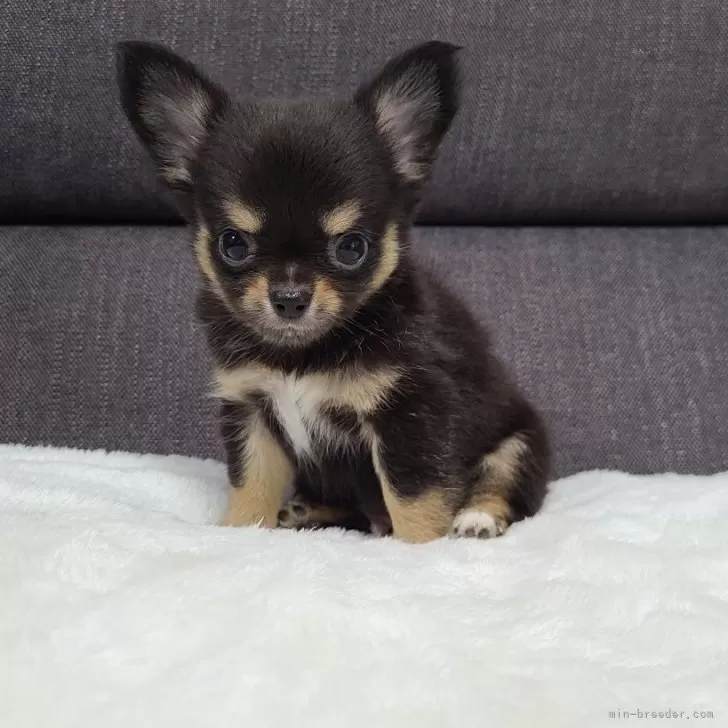 ID:2408-06574の子犬