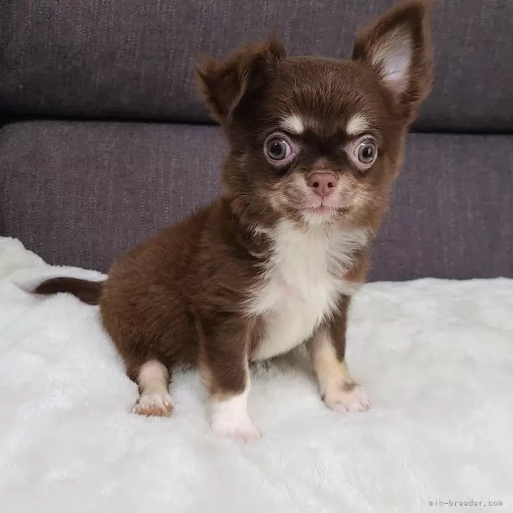 ID：2408-04695の子犬