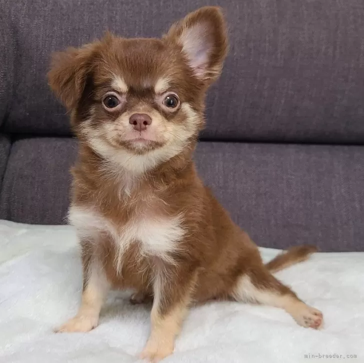 ID:2408-04689の子犬