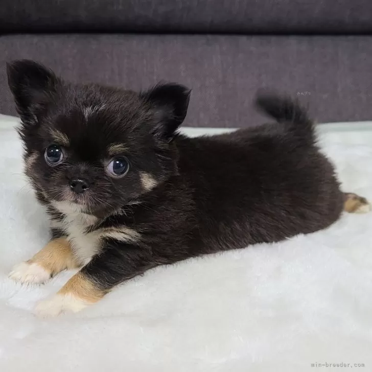 ID：2405-07035の子犬