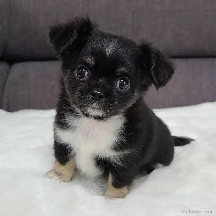 ID：2405-01882の子犬