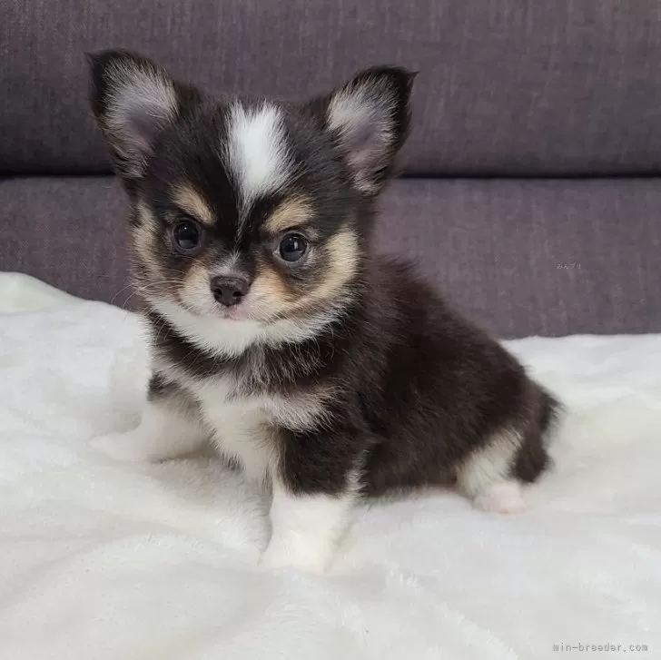ちい 様のお迎えした子犬
