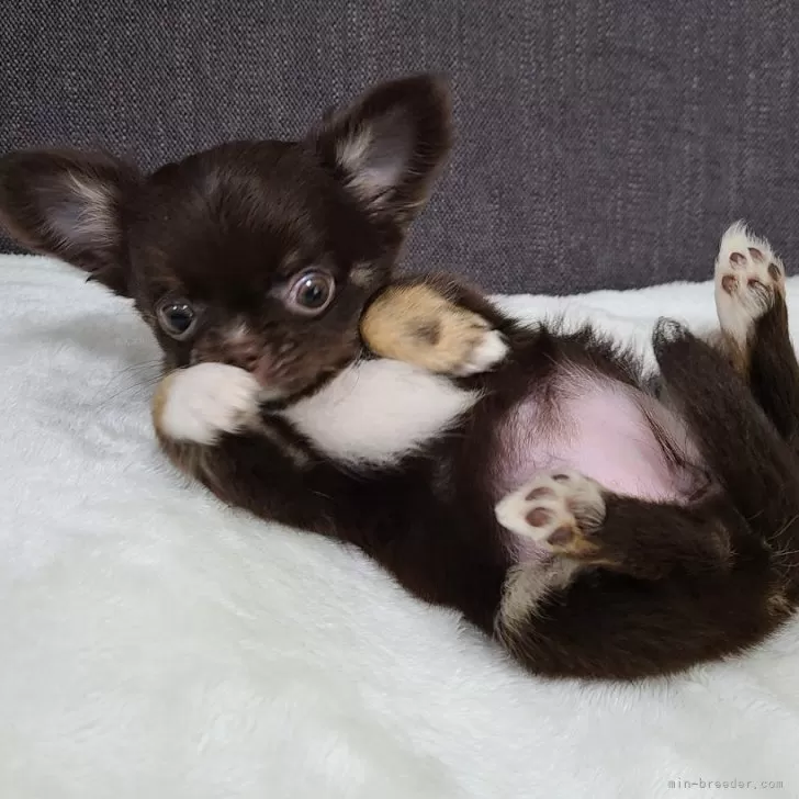 ID：2403-04041の子犬