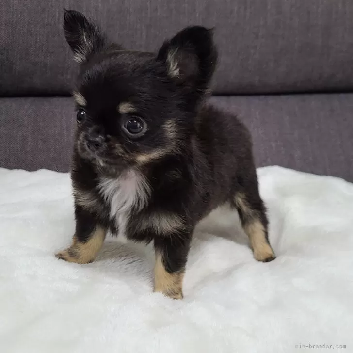 ID：2405-07094の子犬