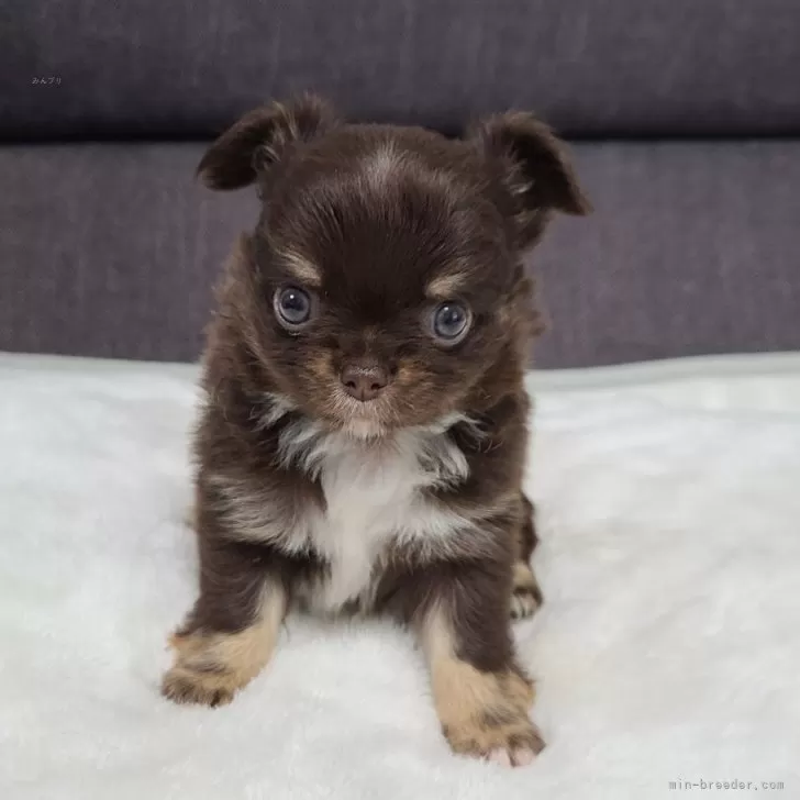 haru 様のお迎えした子犬