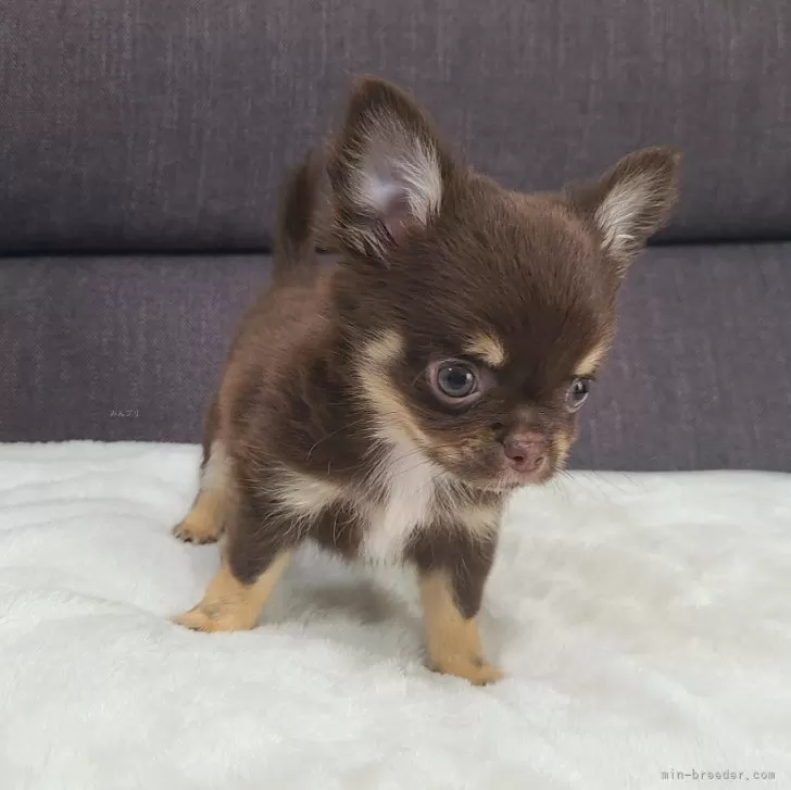 N.Y 様のお迎えした子犬