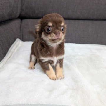 チワワ(ロング)【愛知県・女の子・2024年8月16日・チョコレート&タン】の写真「チョコタンちゃんです。」