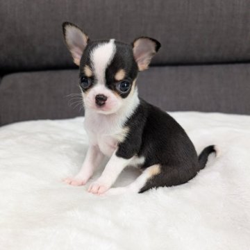 チワワ(スムース)【愛知県・女の子・2024年9月10日・ブラックタン&ホワイト】の写真「ブラタンホワイトちゃんです。」