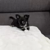 チワワ(ロング)【愛知県・女の子・2024年8月16日・ブラックタン&ホワイト】の写真2