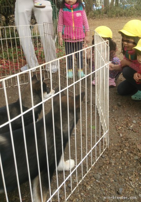 幼稚園のふれあい遠足会｜相良　香(さがら　かおり)ブリーダー(埼玉県・柴犬・JKC/日本犬保存会登録)の紹介写真4