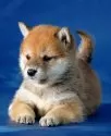 柴犬(標準サイズ)【埼玉県・男の子・2024年9月25日・赤】の写真6
