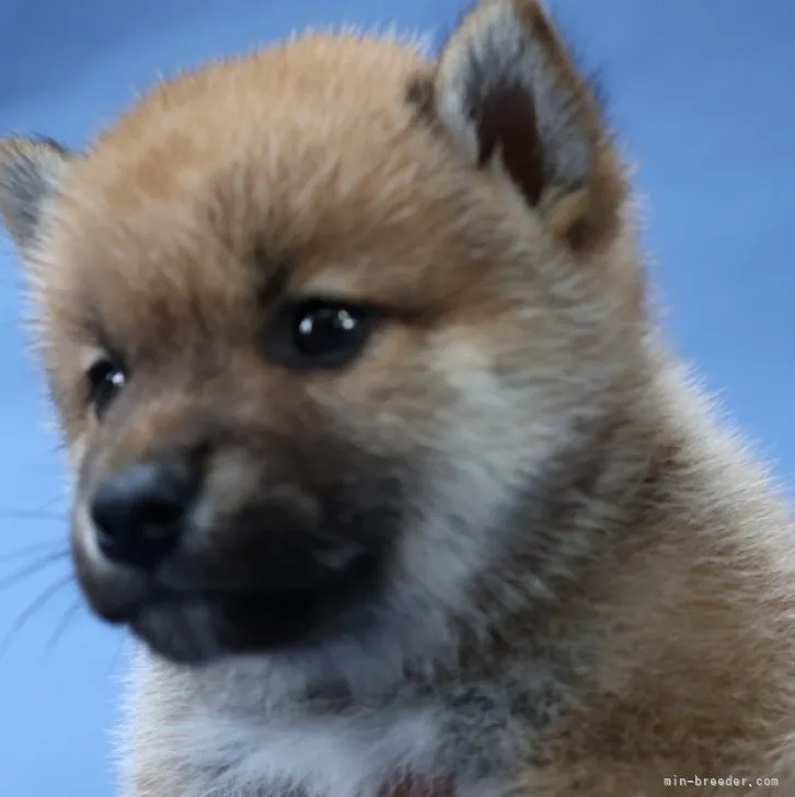 ID:2306-01675の子犬