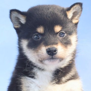 柴犬(標準サイズ)【埼玉県・女の子・2024年2月10日・黒】の写真「父親Jkcチャンピオン
小さめな綺麗な女の子」