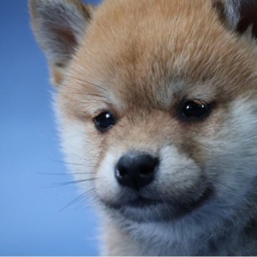 柴犬(標準サイズ)【埼玉県・男の子・2023年5月17日・赤】の写真「まんまるコロコロのかわいい男の子」