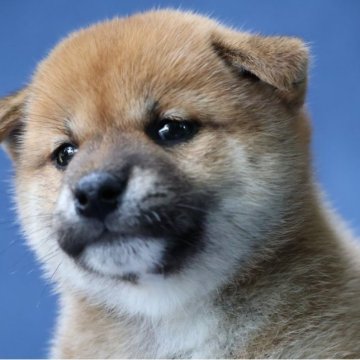 柴犬(標準サイズ)【埼玉県・女の子・2023年5月19日・赤】の写真「濃い色の綺麗な女の子」