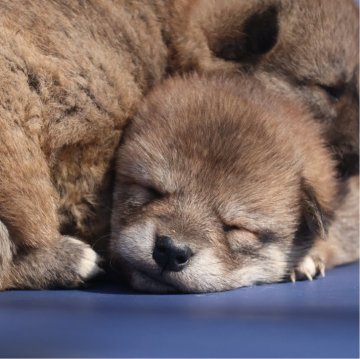 柴犬(標準サイズ)【埼玉県・女の子・2024年2月10日・赤】の写真「寝顔が天使な赤の女の子。
父親JKCチャンピオン」