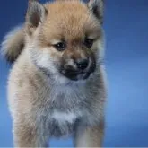 柴犬(標準サイズ)【埼玉県・男の子・2023年5月17日・赤】の写真2