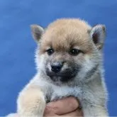 柴犬(標準サイズ)【埼玉県・男の子・2023年5月17日・赤】の写真3「ムチムチコロコロです。ご予約お待ちしております」