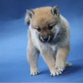 柴犬(標準サイズ)【埼玉県・男の子・2023年5月17日・赤】の写真5