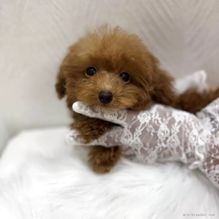 K.N 様のお迎えした子犬