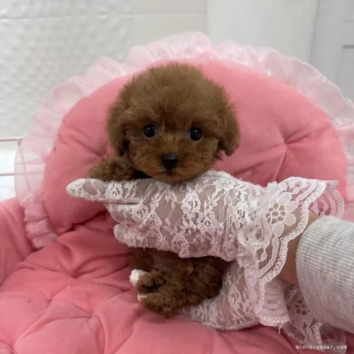 まみ 様のお迎えした子犬