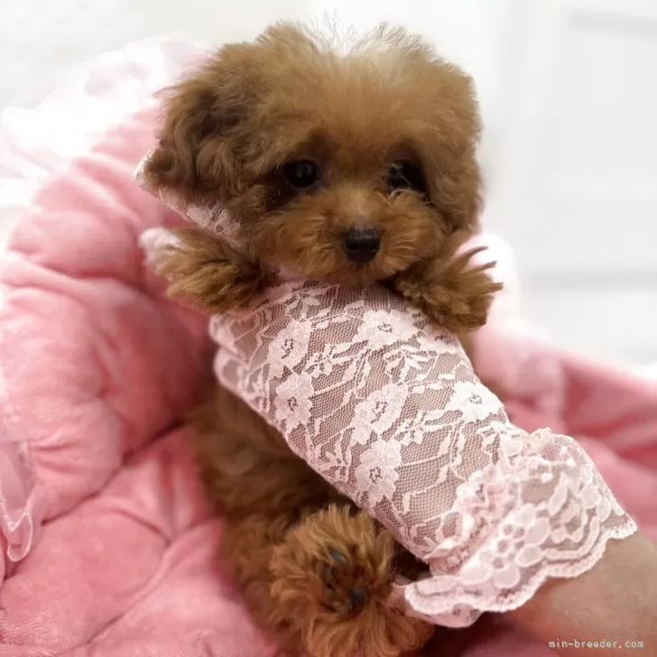 ID：2504-02593の子犬