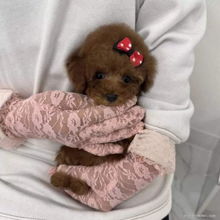 ID：2501-04692の子犬