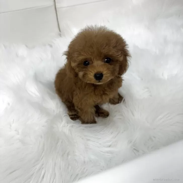 ティーカッププードル【山梨県・女の子・2025年9月14日・レッド】の写真1