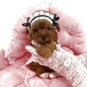 トイプードル(ティーカップ)【山梨県・女の子・2025年9月26日・レッド】の写真「ティーカッププードルのドワーフタイプです💓」