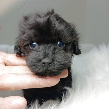 ダップー(ティーカッププードル×カニンヘンダックスフンド)【山梨県・女の子・2025年10月22日・ブラック】の写真「極小ミニサイズでブラック色でとても可愛い子です💓」