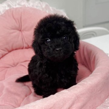 ダップー(ティーカッププードル×カニンヘンダックスフンド)【山梨県・男の子・2025年10月22日・ブラック】の写真「ブラック色でとても可愛い子です💓」