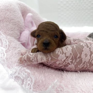 トイプードル(ティーカップ)【山梨県・女の子・2025年11月16日・レッド】の写真「色が濃厚なレッドの極小ティーカップサイズです💓」