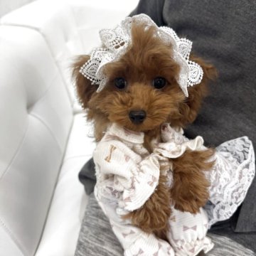 ティーカッププードル【山梨県・女の子・2025年7月5日・レッド】の写真「ティープードルのマイクロサイズ✨」