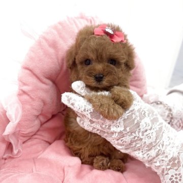 ティーカッププードル【山梨県・女の子・2025年9月26日・レッド】の写真「ティーカッププードルです✨短足系です💓」
