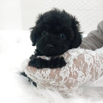 ダップー(ティーカッププードル×カニンヘンダックスフンド)【山梨県・男の子・2025年10月22日・ブラック】の写真「ブラック色でとても可愛い子です💓」