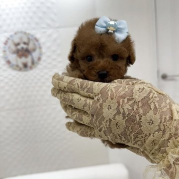 トイプードル(ティーカップ)【山梨県・男の子・2025年7月5日・レッド】の写真「ティーカッププードルの男の子です✨」