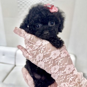 ミックス(トイプードル×カニプー)【山梨県・女の子・2025年7月7日・ブラック】の写真「カニプーとプードルのミックスの女の子です✨」