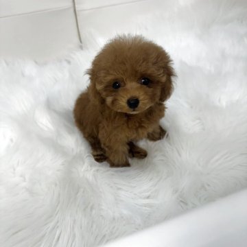 トイプードル(ティーカップ)【山梨県・女の子・2025年9月14日・レッド】の写真「マイクロティーカッププードル✨ドワーフタイプ💓」