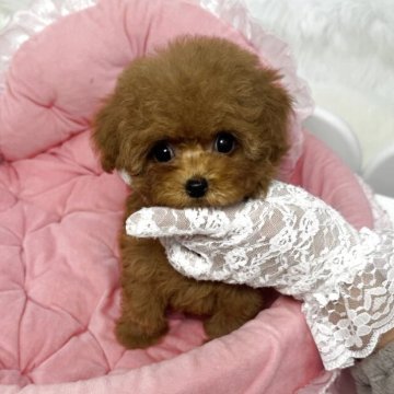 ティーカッププードル【山梨県・女の子・2025年9月26日・レッド】の写真「ティーカッププードルです✨短足系です💓」